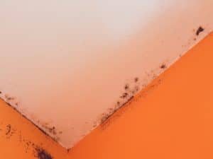 Mould growth in ceiling corner; common consequence of a leak in bathroom ceiling.